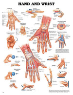 The Hand & Wrist Chart